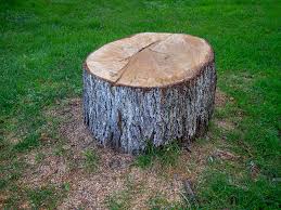 Best Tree Maintenance Programs  in Sutherlin, OR