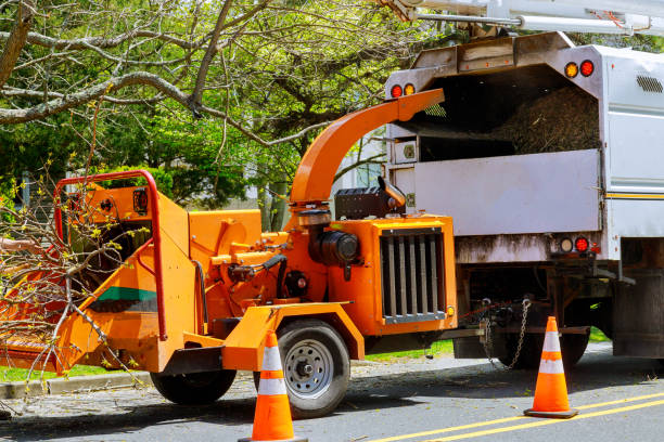 Best Hazardous Tree Removal  in Sutherlin, OR