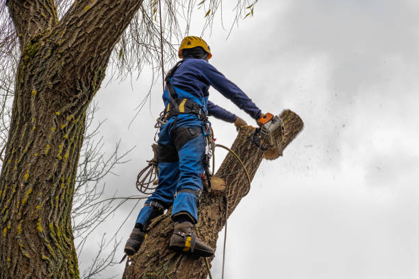 Best Lot and Land Clearing  in Sutherlin, OR