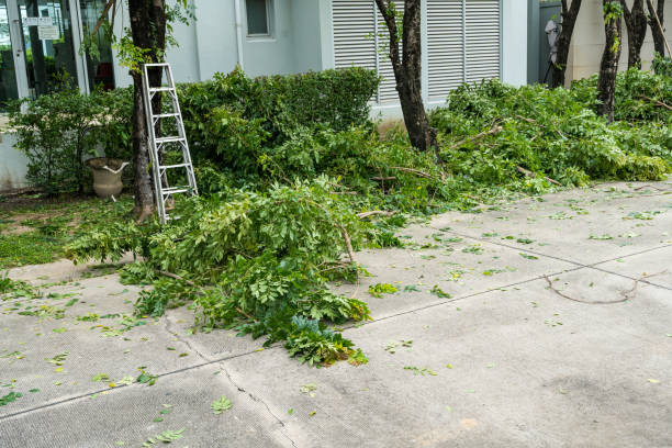 Reliable Sutherlin, OR Tree Services Solutions
