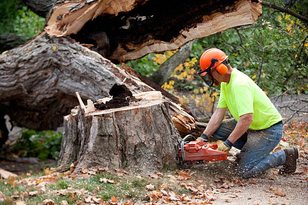 Best Fruit Tree Pruning  in Sutherlin, OR