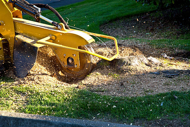 Best Arborist Consultation Services  in Sutherlin, OR