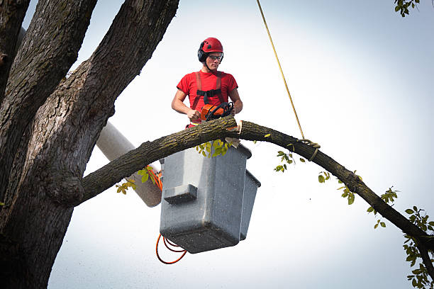 Best Tree Risk Assessment  in Sutherlin, OR