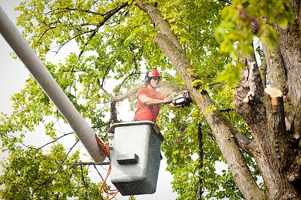 How Our Tree Care Process Works  in  Sutherlin, OR