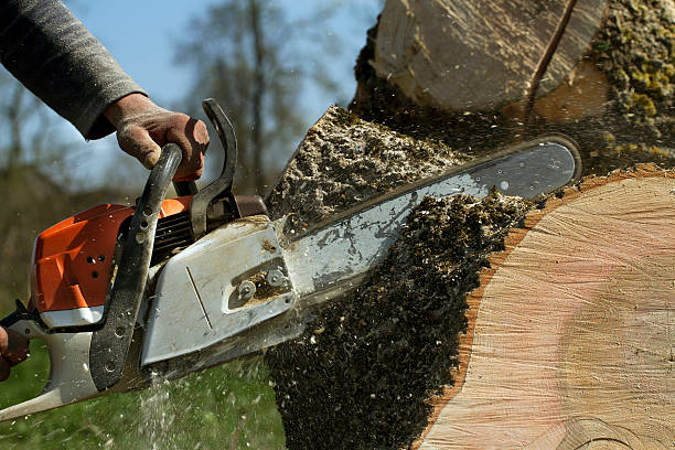 Best Leaf Removal  in Sutherlin, OR